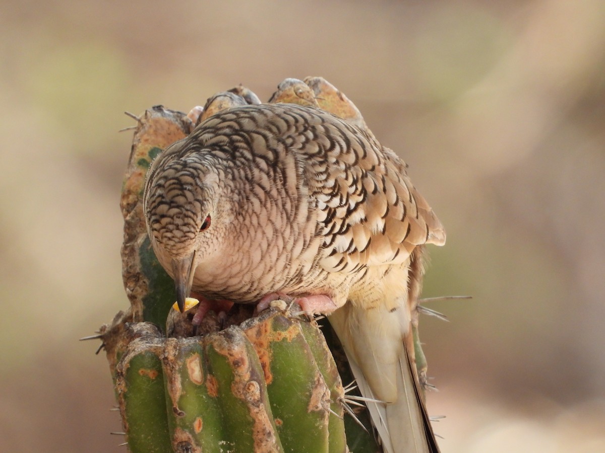 Scaled Dove - ML644736466