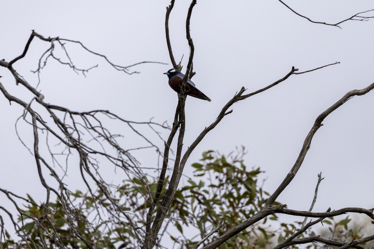 White-browed Woodswallow - ML644736468