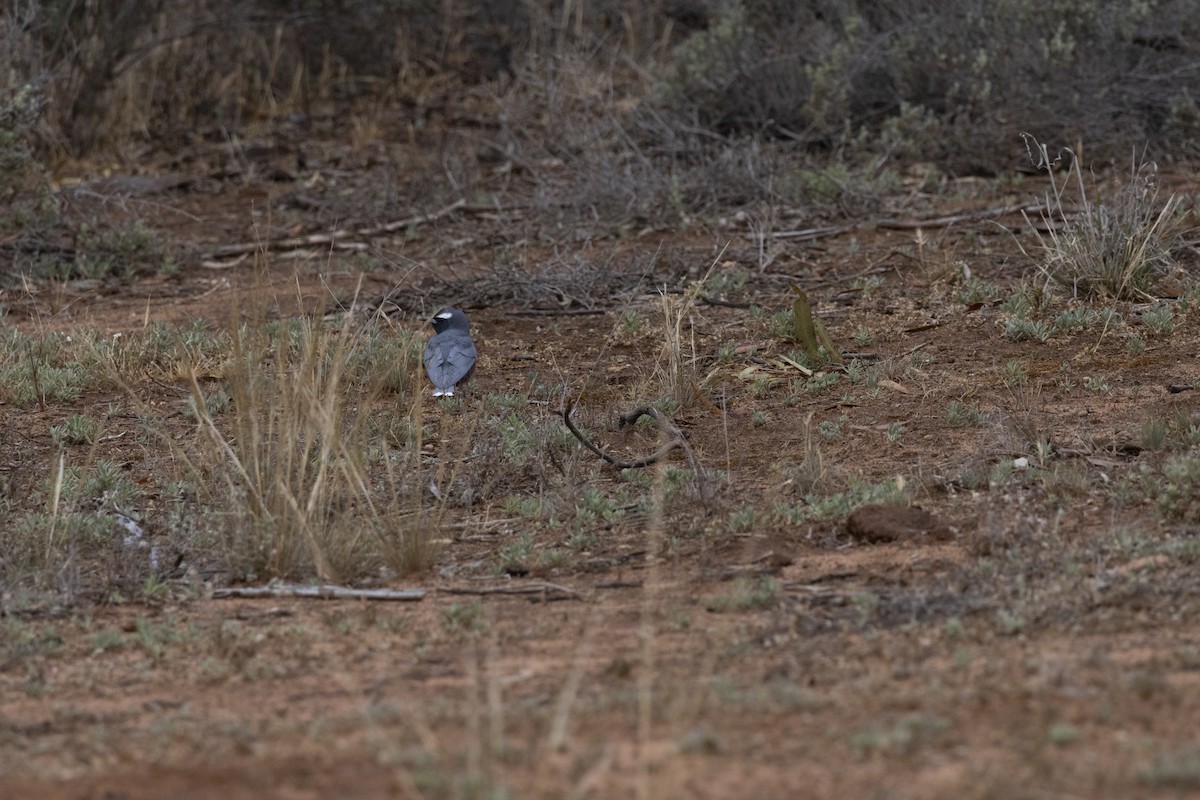 White-browed Woodswallow - ML644736469