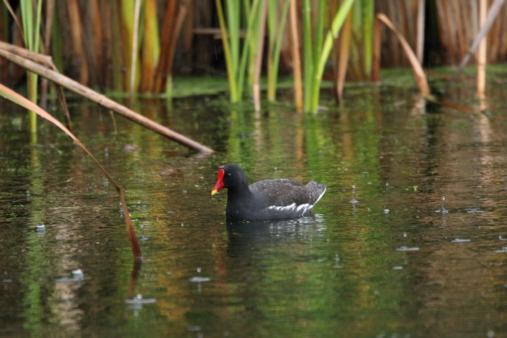 Gallinule poule-d'eau - ML644736471