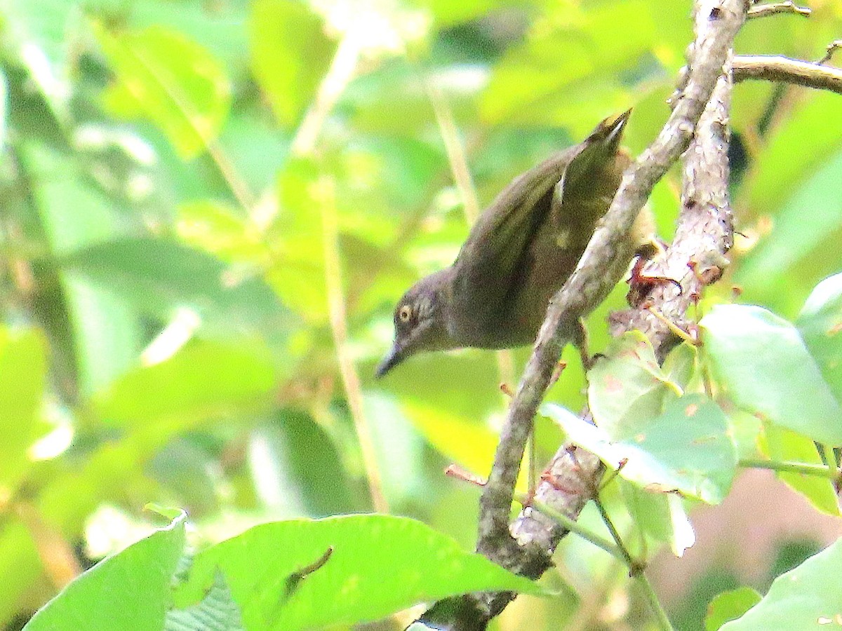 Olive-winged Bulbul - ML644736472