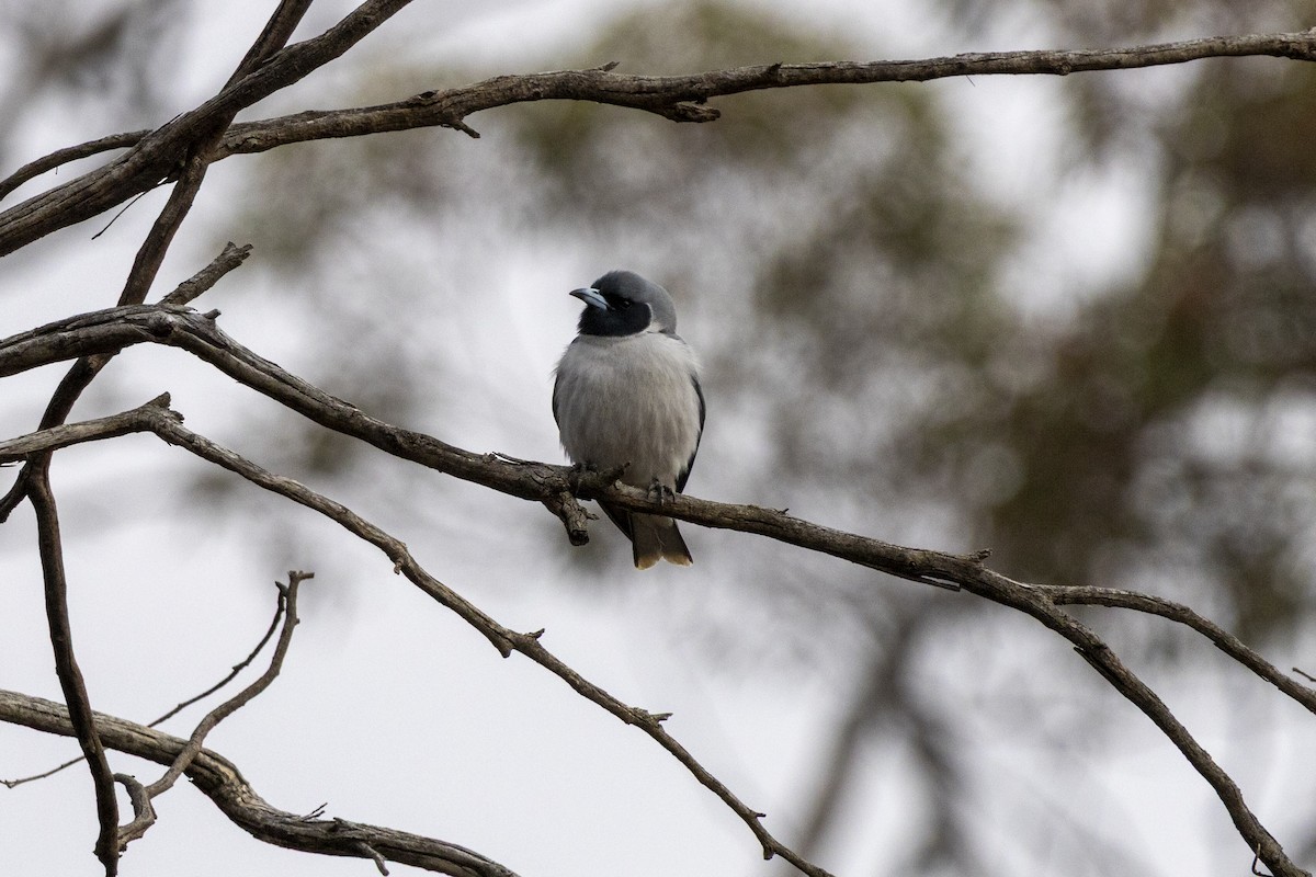 Masked Woodswallow - ML644736473