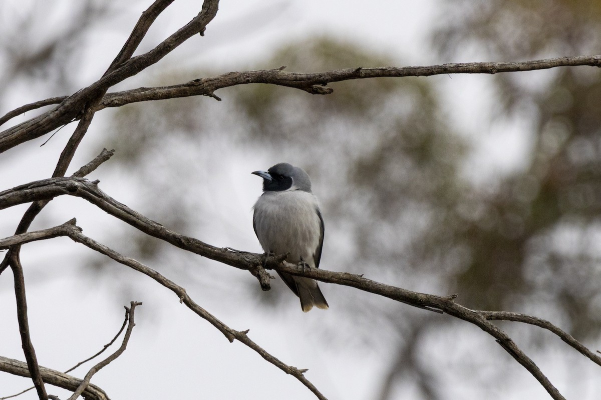 Masked Woodswallow - ML644736474