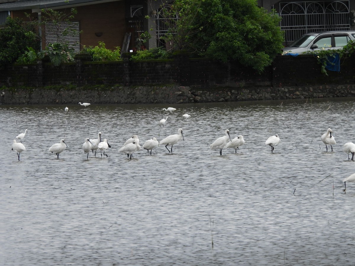 Black-faced Spoonbill - ML644736476