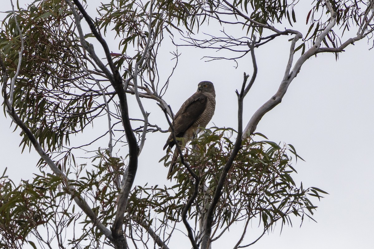 アカハラオオタカ - ML644736480