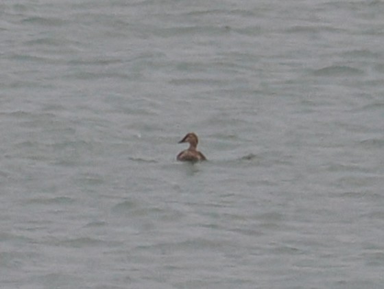 Гага-гребенушка - ML644736481