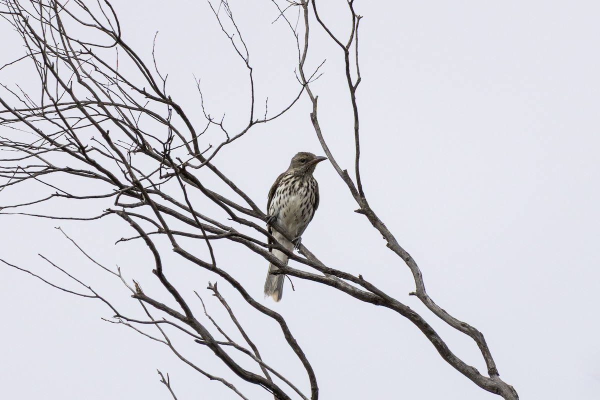 Olive-backed Oriole - ML644736482