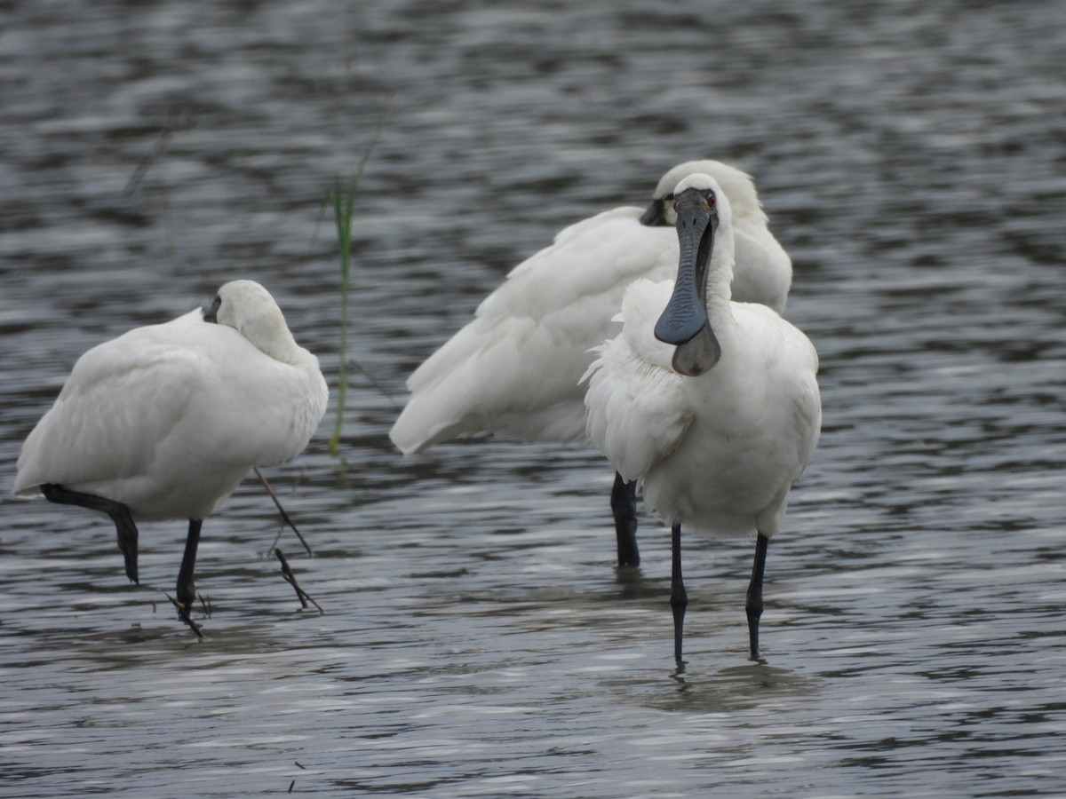 Black-faced Spoonbill - ML644736485