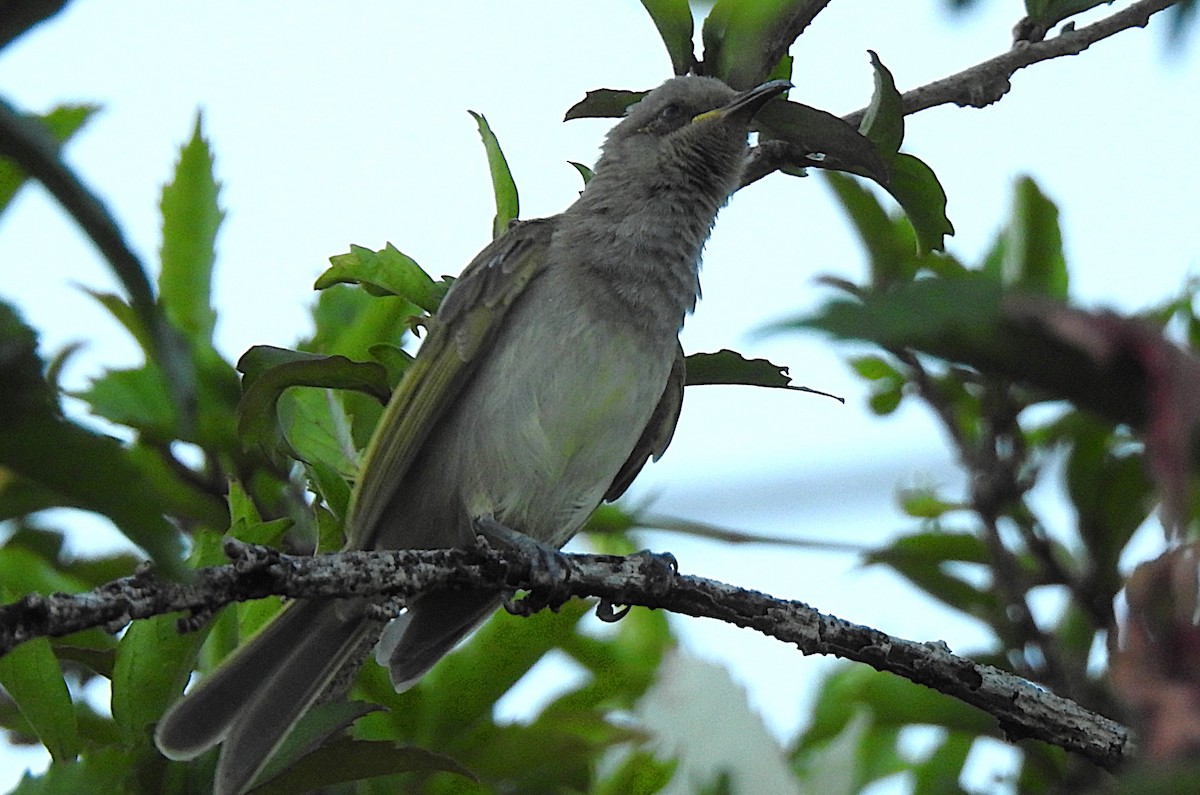 Brown Honeyeater - ML644736491