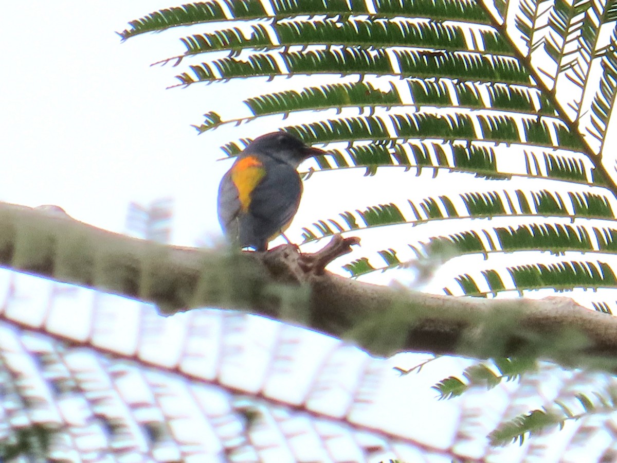 Orange-bellied Flowerpecker - ML644736494