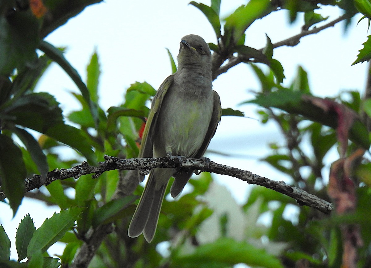 Brown Honeyeater - ML644736495