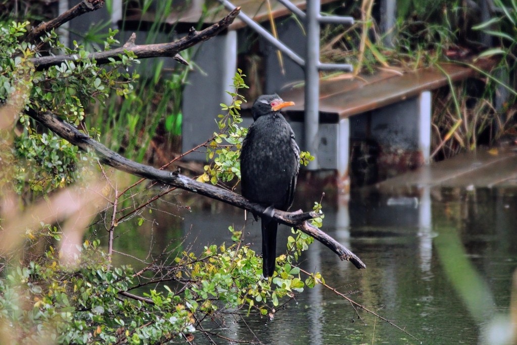 アフリカコビトウ - ML644736511