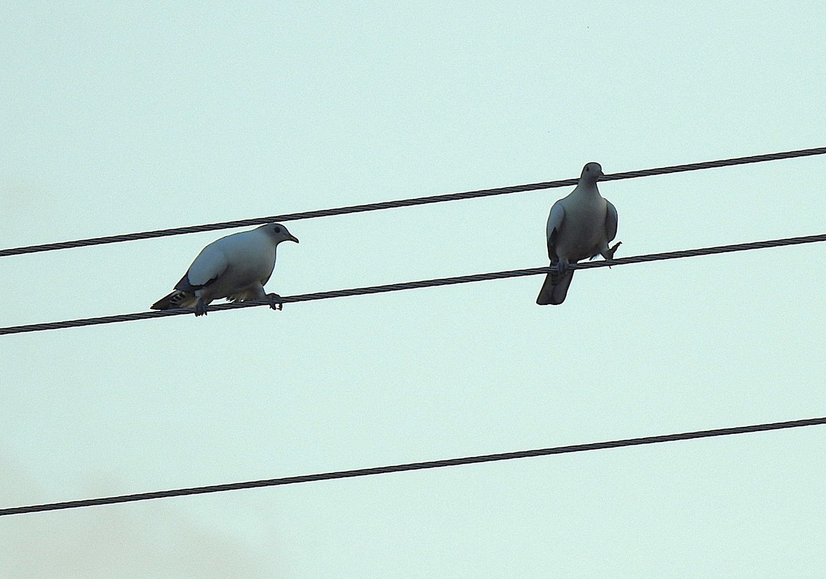 holub pobřežní - ML644736512