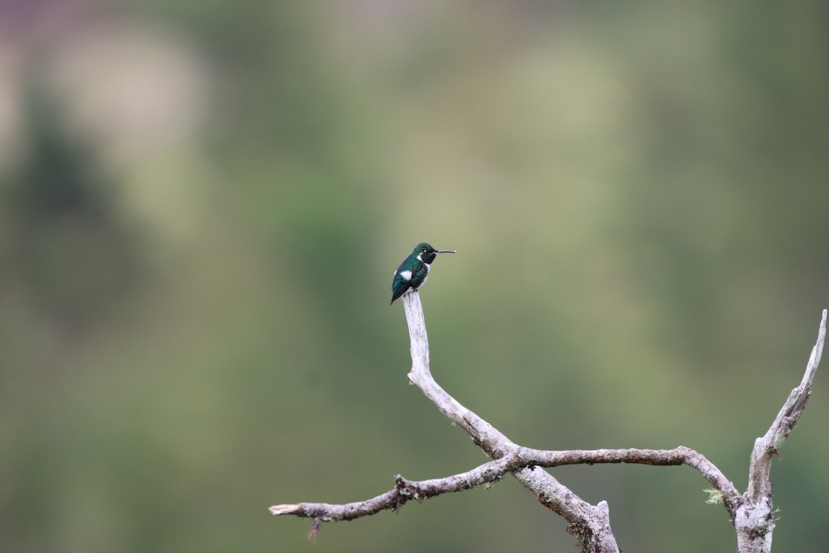 Ak Göbekli Ormanyıldızı - ML644736518