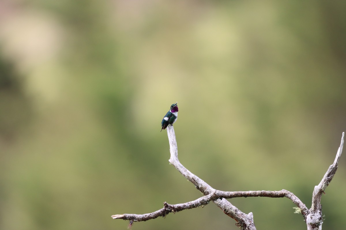 Ak Göbekli Ormanyıldızı - ML644736519