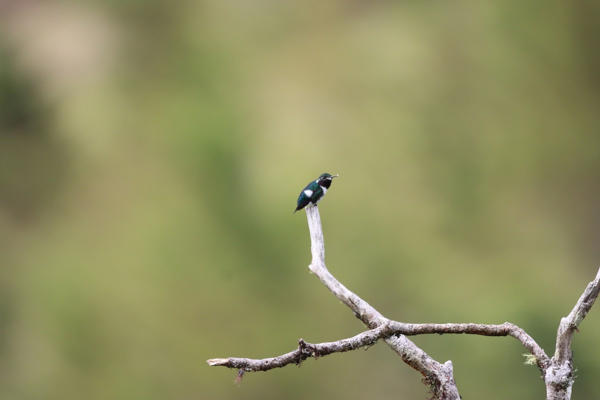 Ak Göbekli Ormanyıldızı - ML644736520