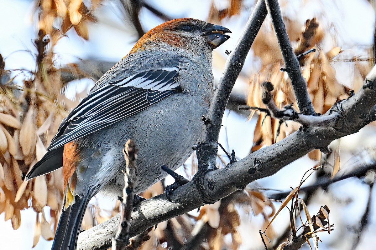 Tayga Çütresi - ML644736538