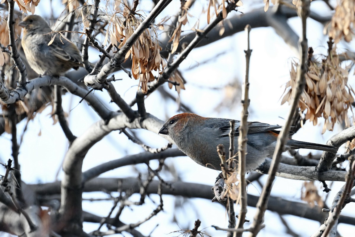 Tayga Çütresi - ML644736539