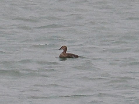 Гага-гребенушка - ML644736571