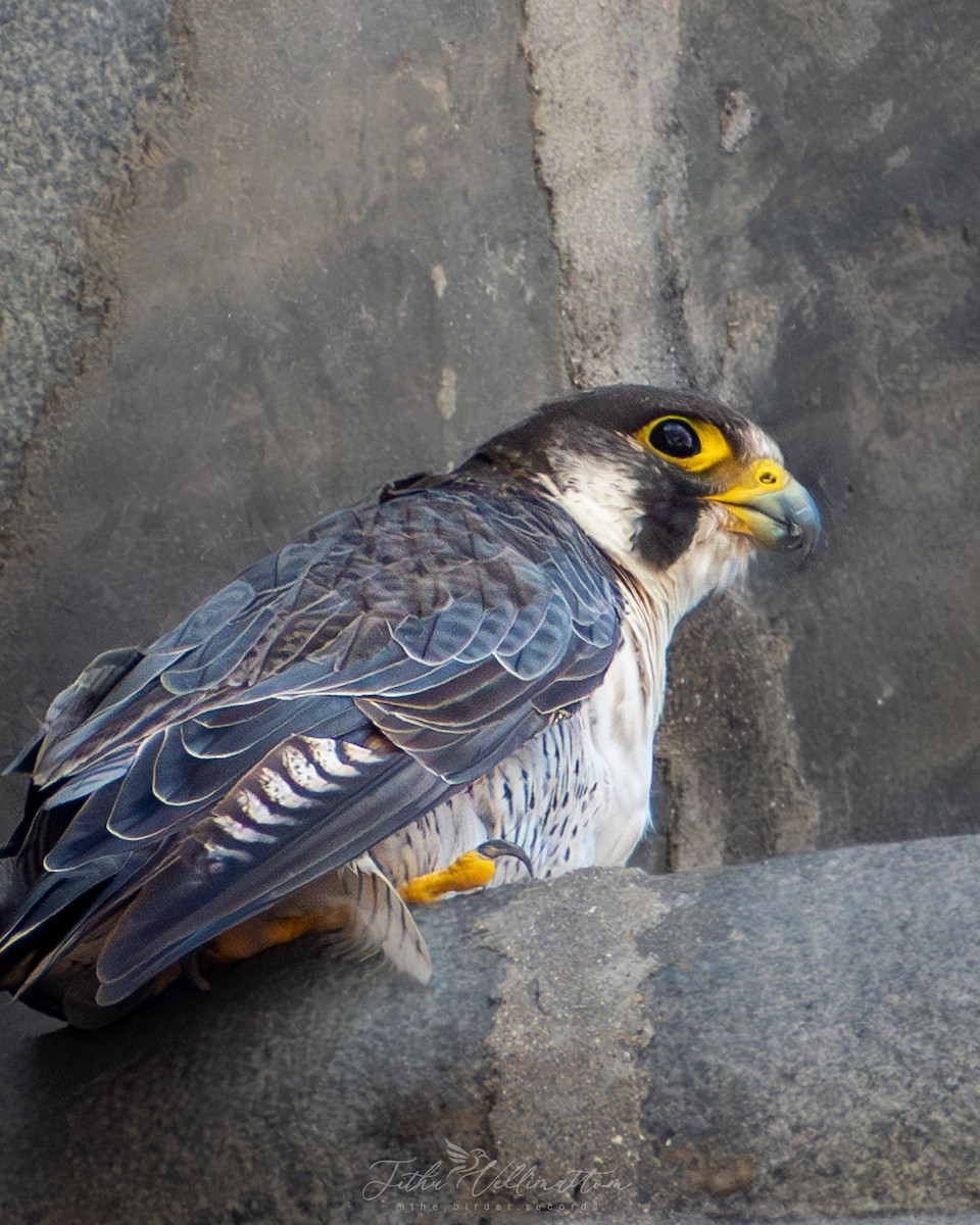 Peregrine Falcon - ML644736579