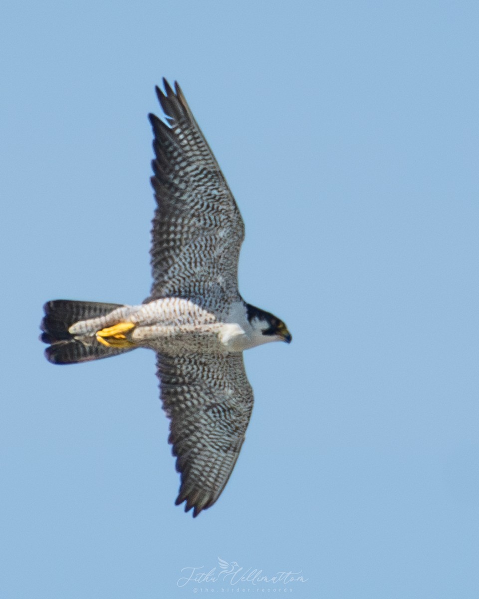 Peregrine Falcon - ML644736580