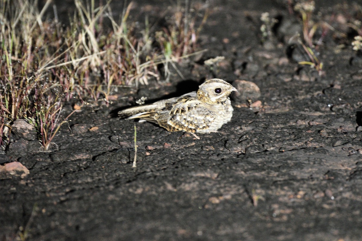 Hint Çobanaldatanı - ML644736587