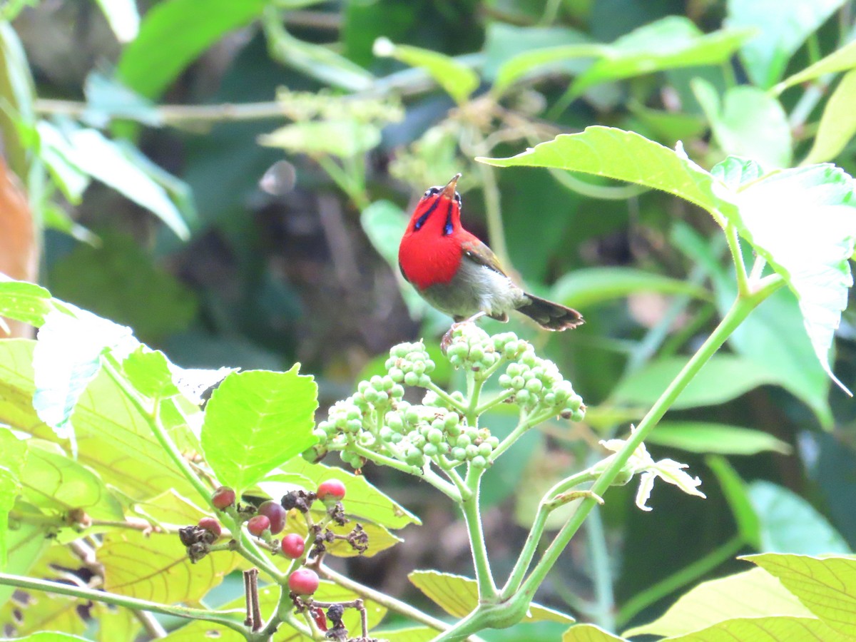 Karmesinnektarvogel - ML644736591