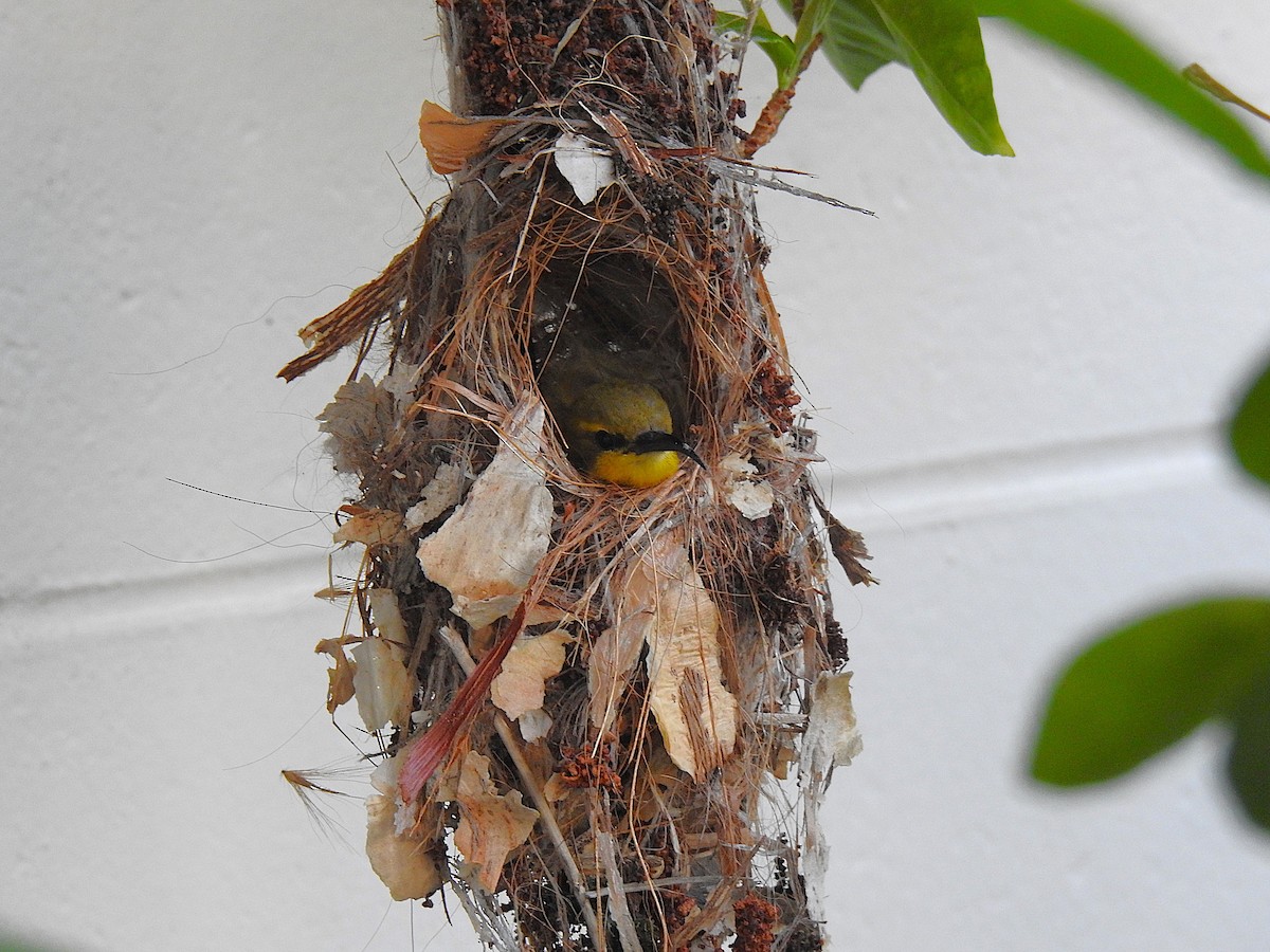 Sahul Sunbird - ML644736592