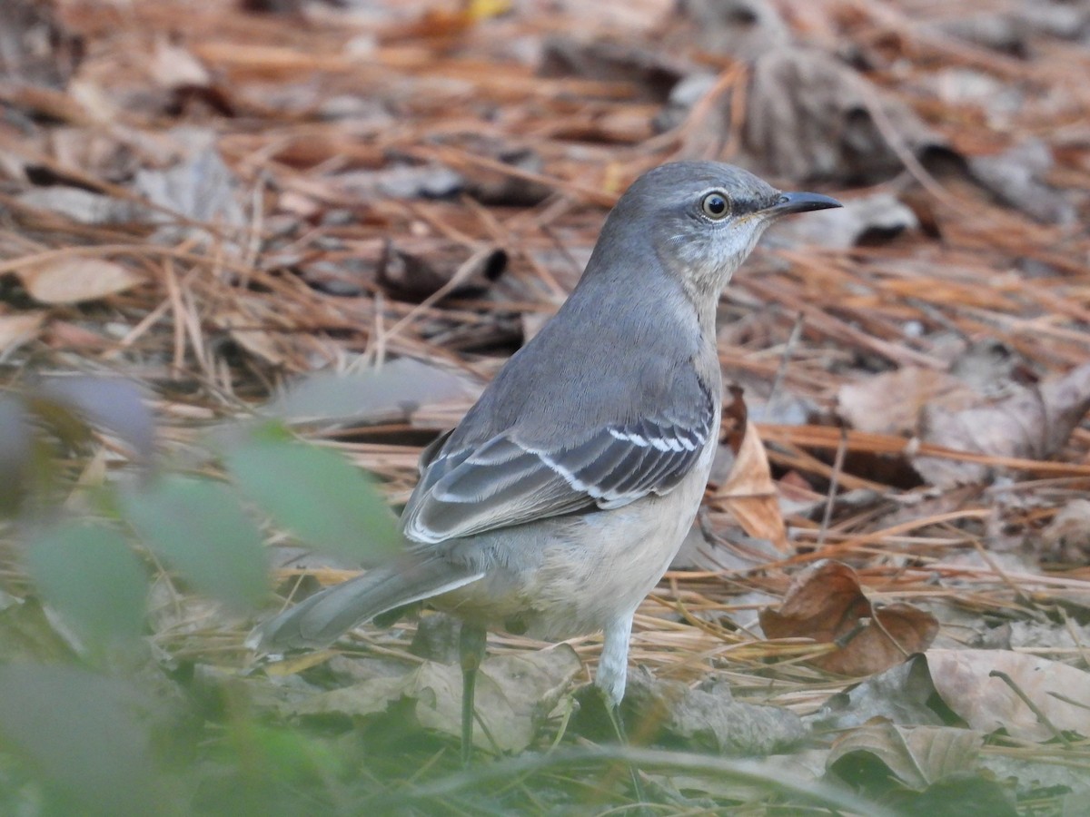 Kuzeyli Taklitçi - ML644736593