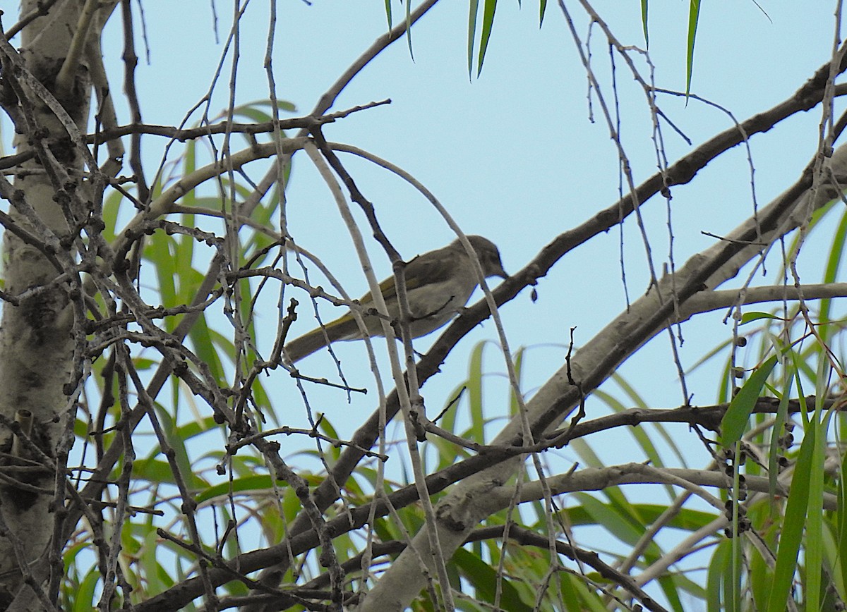 Brown Honeyeater - ML644736599