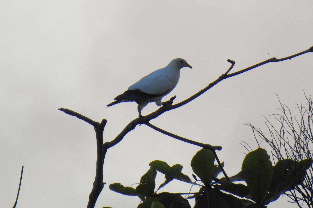 holub pobřežní - ML644736608