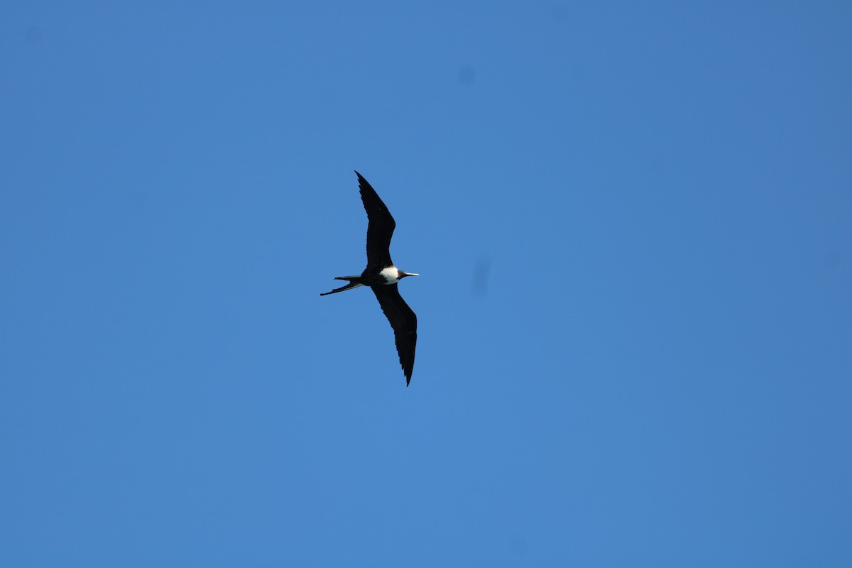 praktfregattfugl - ML644736609