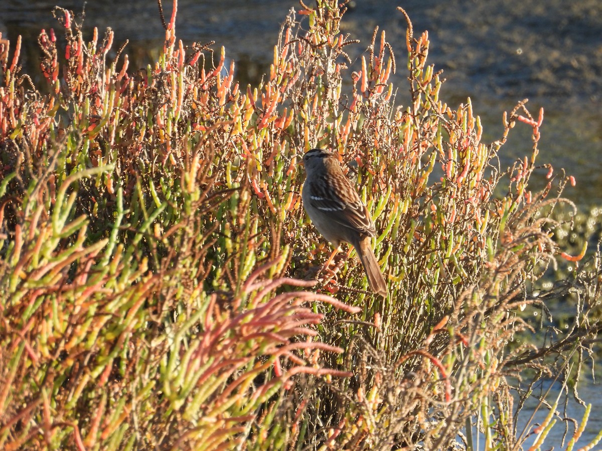 Белобровая овсянка - ML644736614