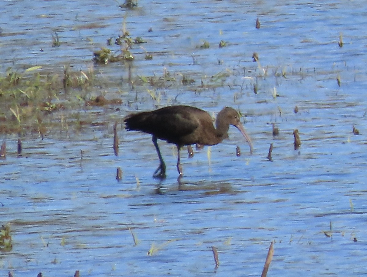 Glossy Ibis - ML644736618