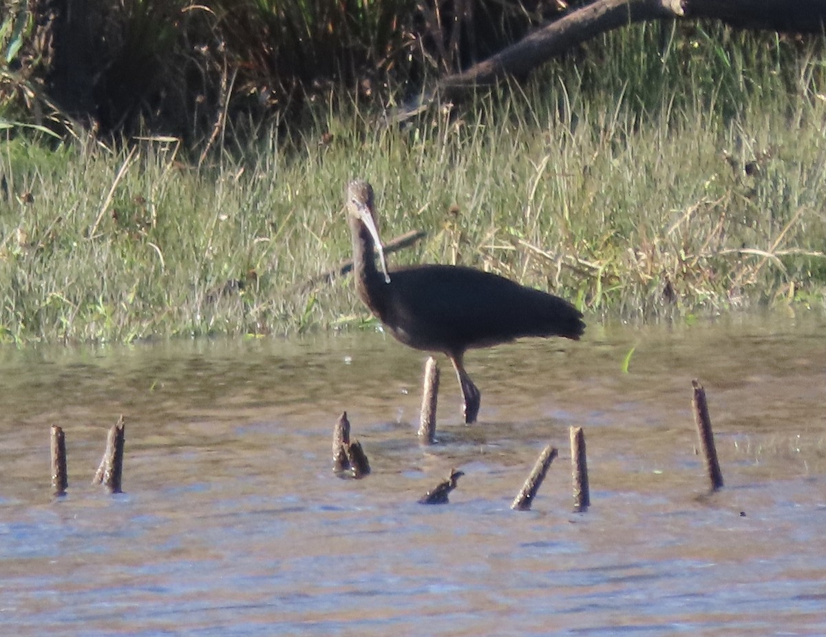 Glossy Ibis - ML644736619