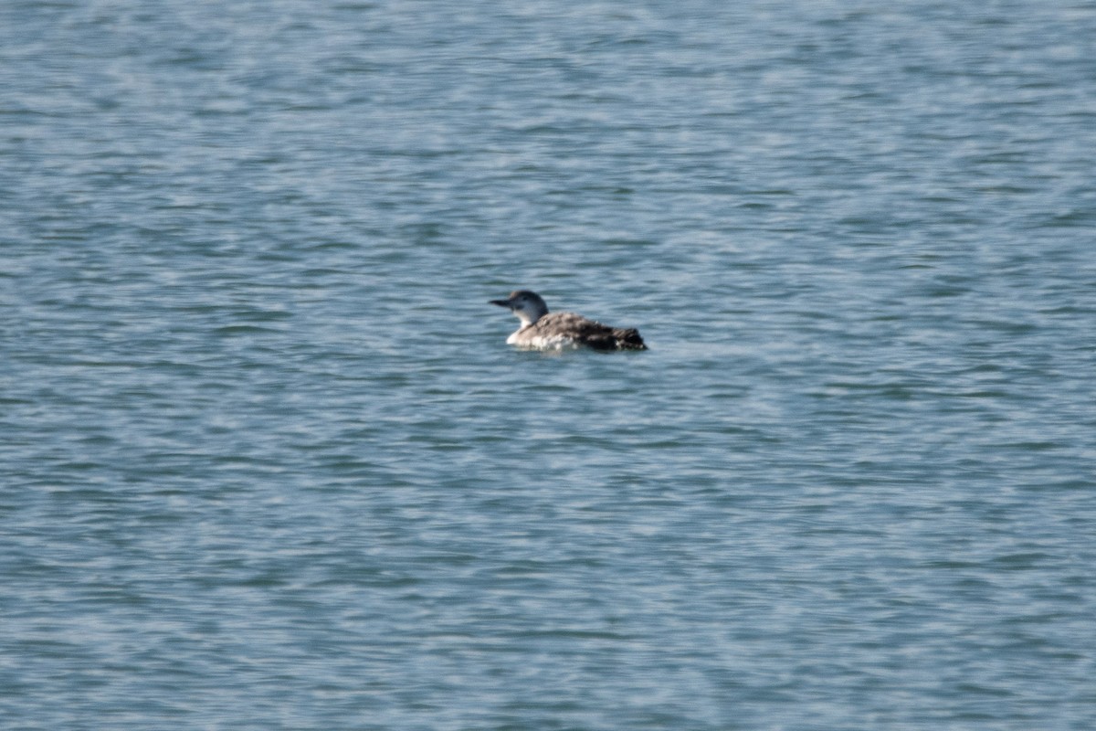 Aliota handia - ML644736621