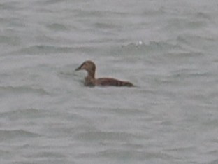 Гага-гребенушка - ML644736624