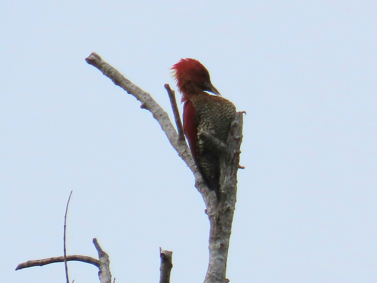 Banded Woodpecker - ML644736626
