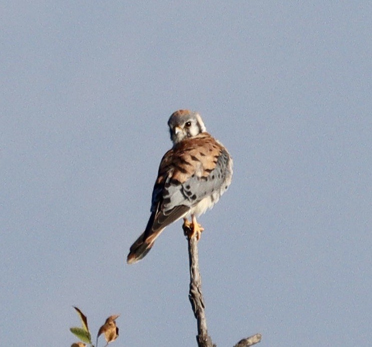 בז אמריקני - ML644736629