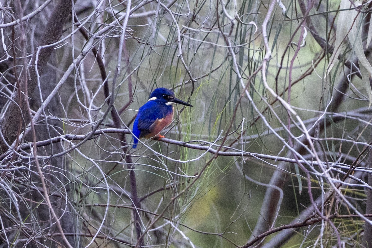 Azure Kingfisher - ML644736630