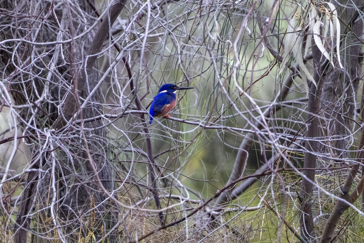 Azure Kingfisher - ML644736631