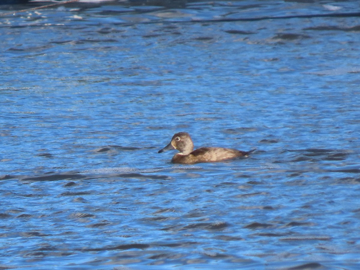 Ring-necked Duck - ML644736632
