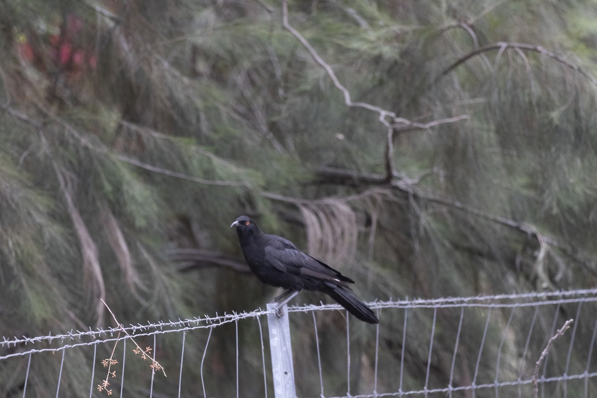 White-winged Chough - ML644736633