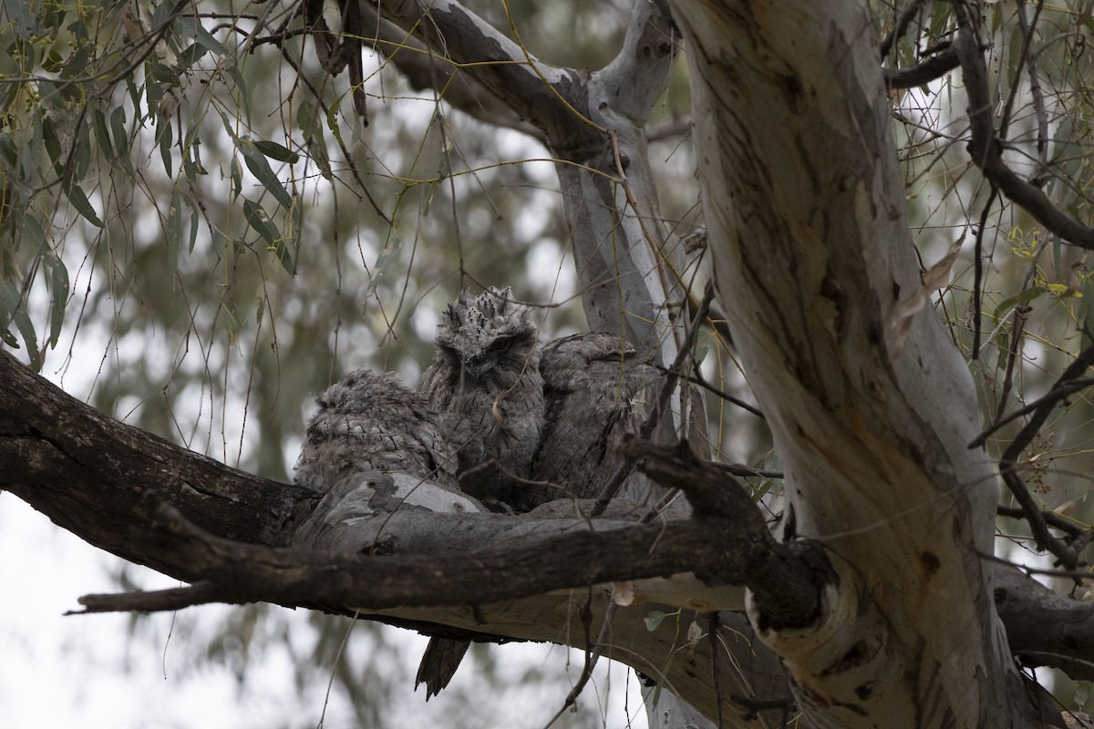 Tawny Frogmouth - ML644736635