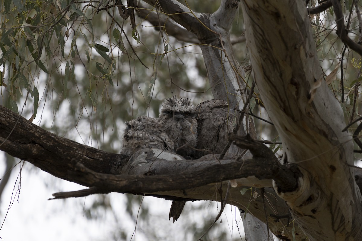 Tawny Frogmouth - ML644736636
