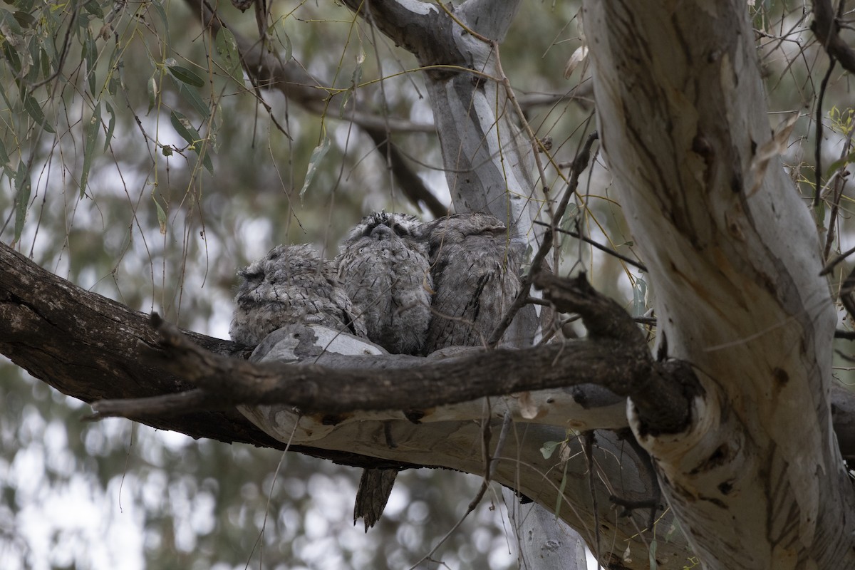 Tawny Frogmouth - ML644736638