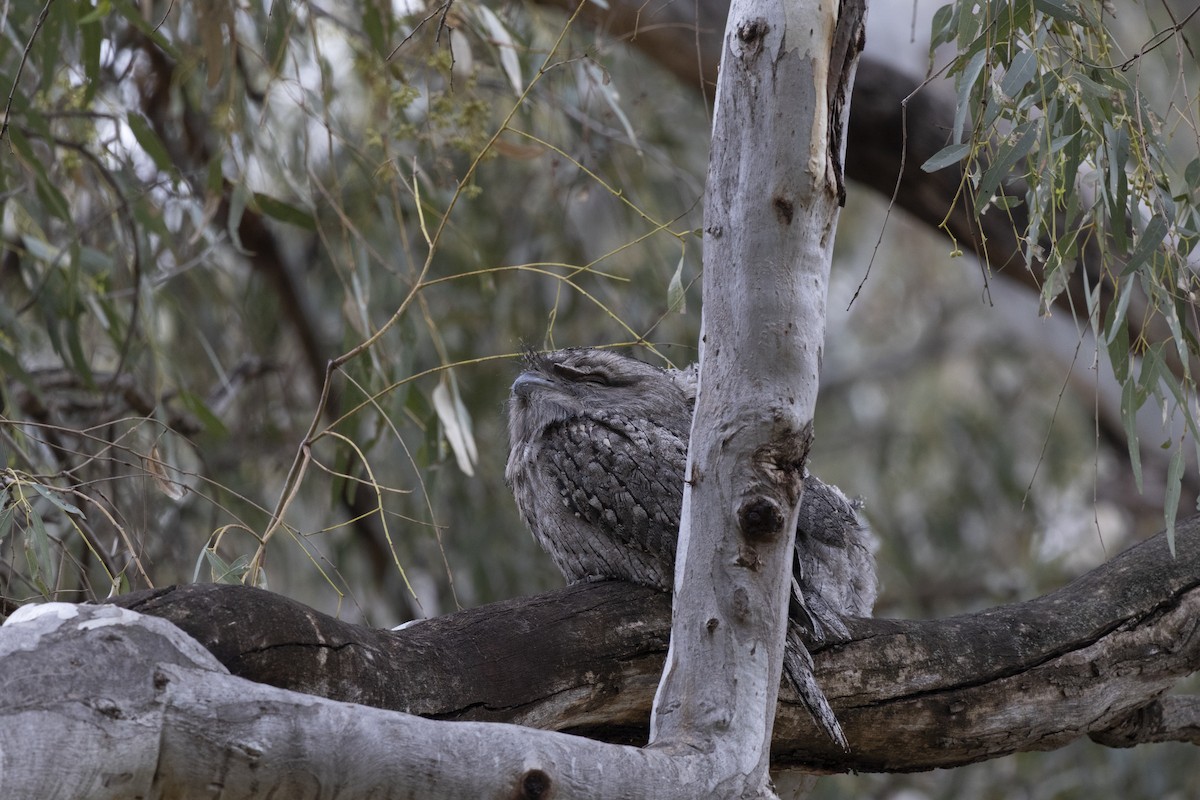 Tawny Frogmouth - ML644736639
