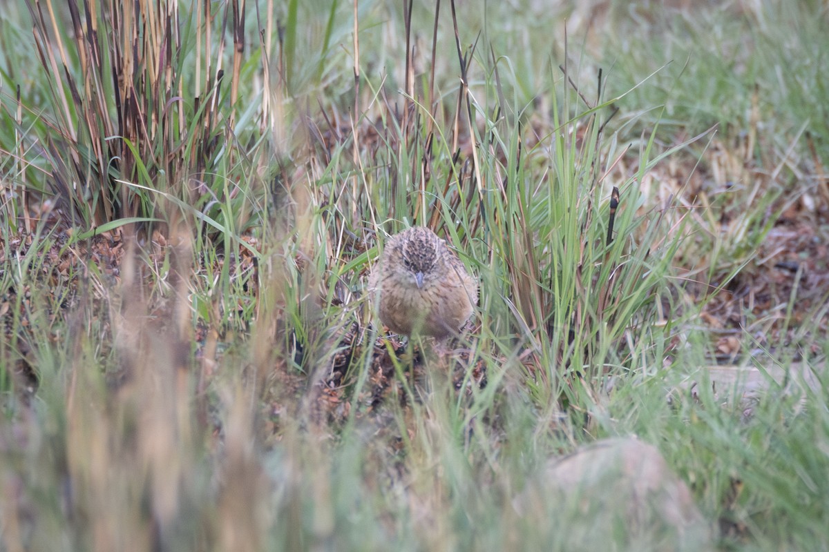 Alondra Aplaudidora Oriental - ML644736645