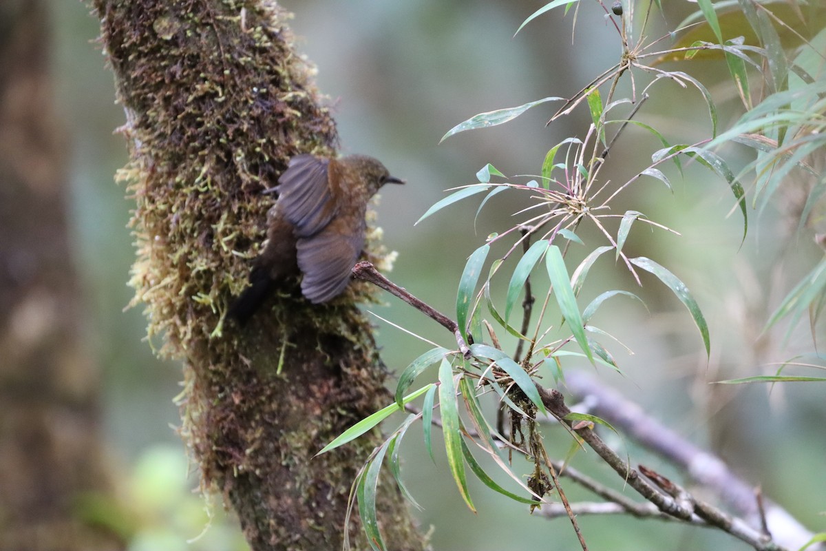 Spotted Barbtail - ML644736646