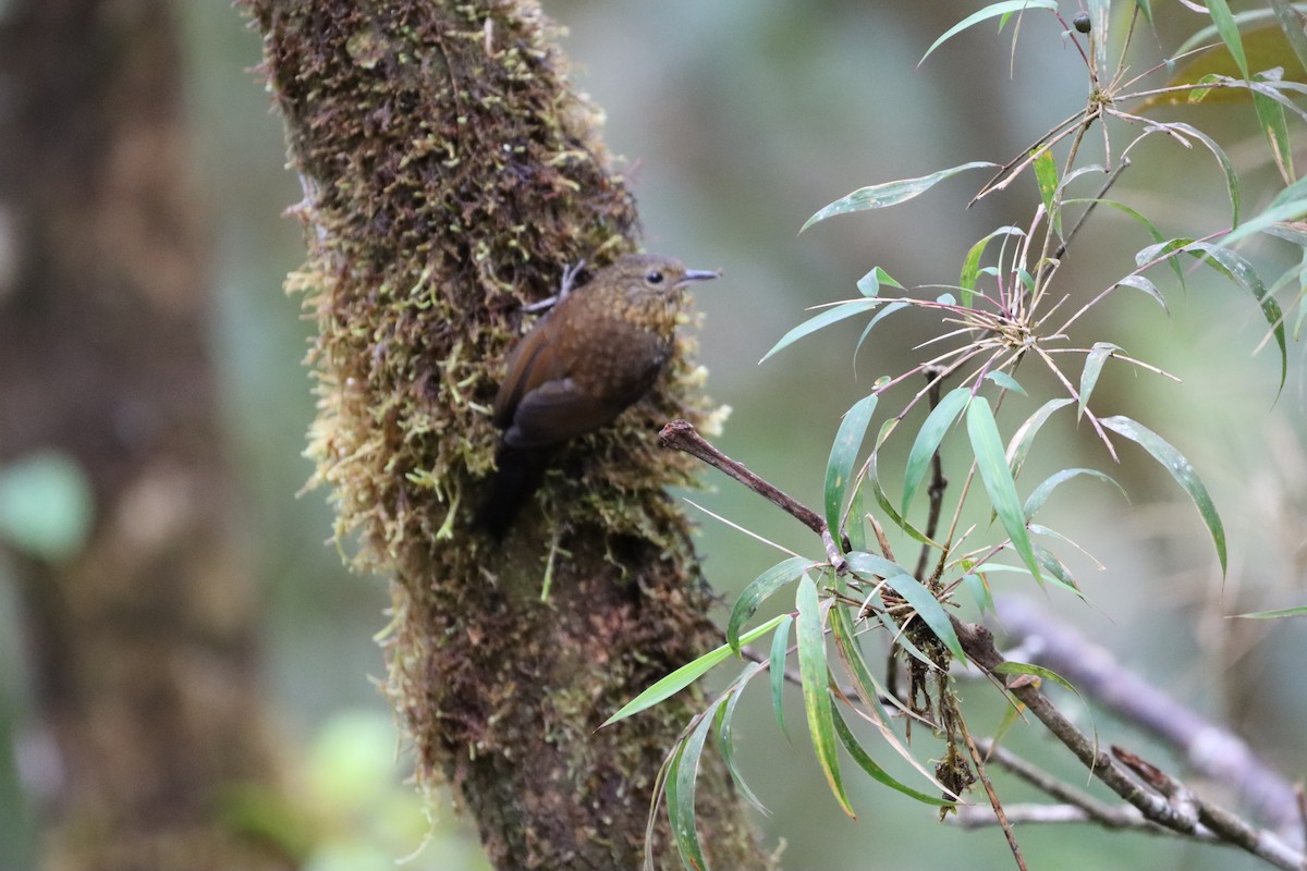 Spotted Barbtail - ML644736647